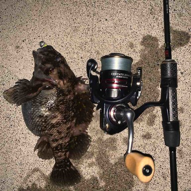 DAIWA CERTATE HIGH GEAR CUSTOM (’10) 2004CH