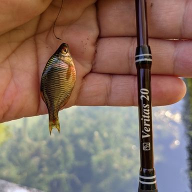 TULALA Veritas 20/30