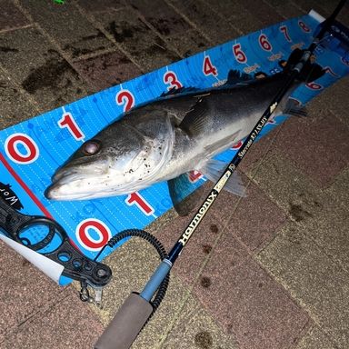 TULALA Staccato 82LSS-HX