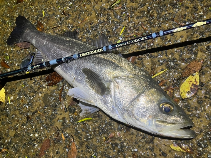 ツララ ハーモニクス コローナ 80XHSC-HX コローナ80XHSC-HX