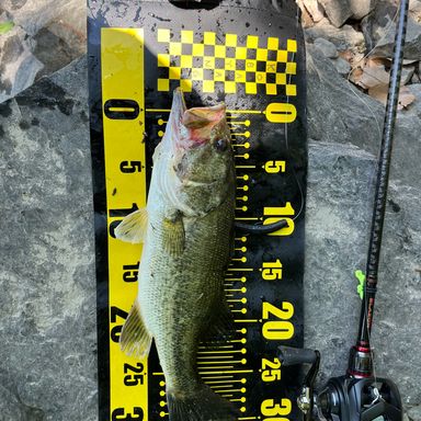 DAIWA TATULA TW 80 TW 80XHL ダイワ タトゥーラ TW 80XHL