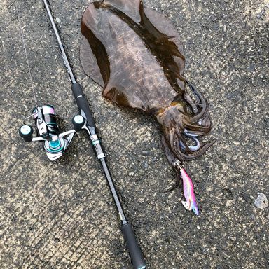 DAIWA STOIST AGS 86M SMT STOIST ストイスト