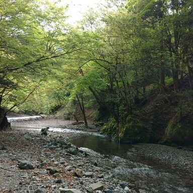 SHIMANO PAKKU TENKARA ZW 31-34