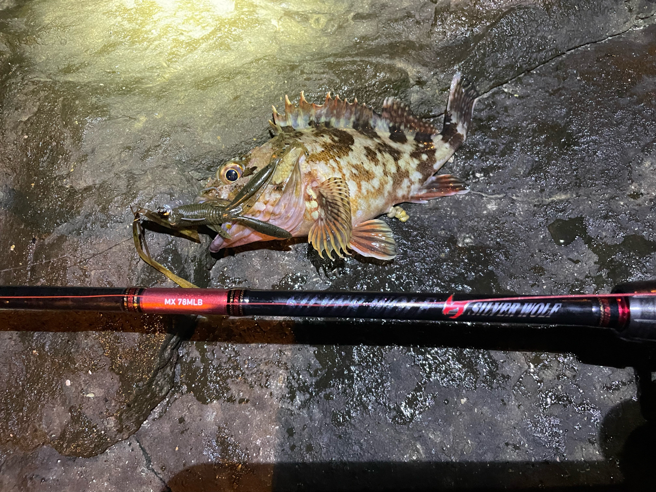 DAIWA 17シルバーウルフ MX 78MLBの最安値・インプレ・釣果