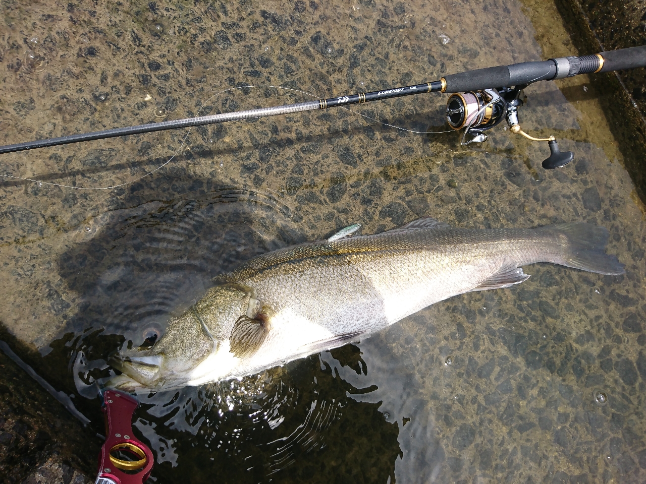 DAIWA 18ルアーニスト 76MLのインプレ一覧 | 本音の口コミが DAIWA 18ルアーニスト 76MLのインプレ一覧 | 本音の口コミが