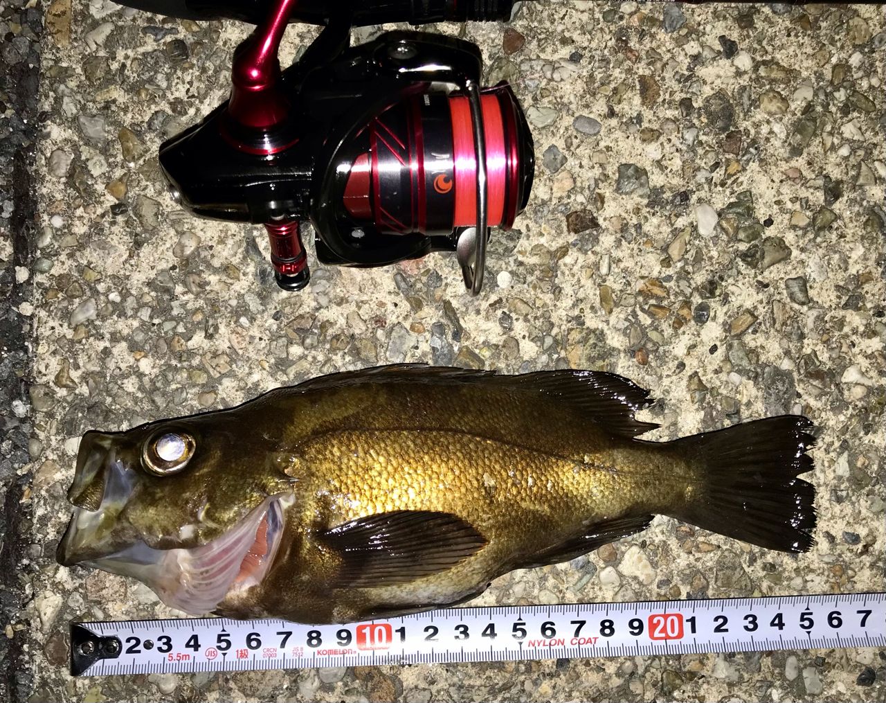 DAIWA 18月下美人 MX LT2000S-Pの最安値・インプレ・釣果 | 本音の