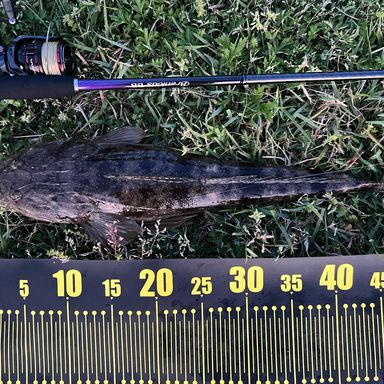 SHIMANO Brenious S78ML