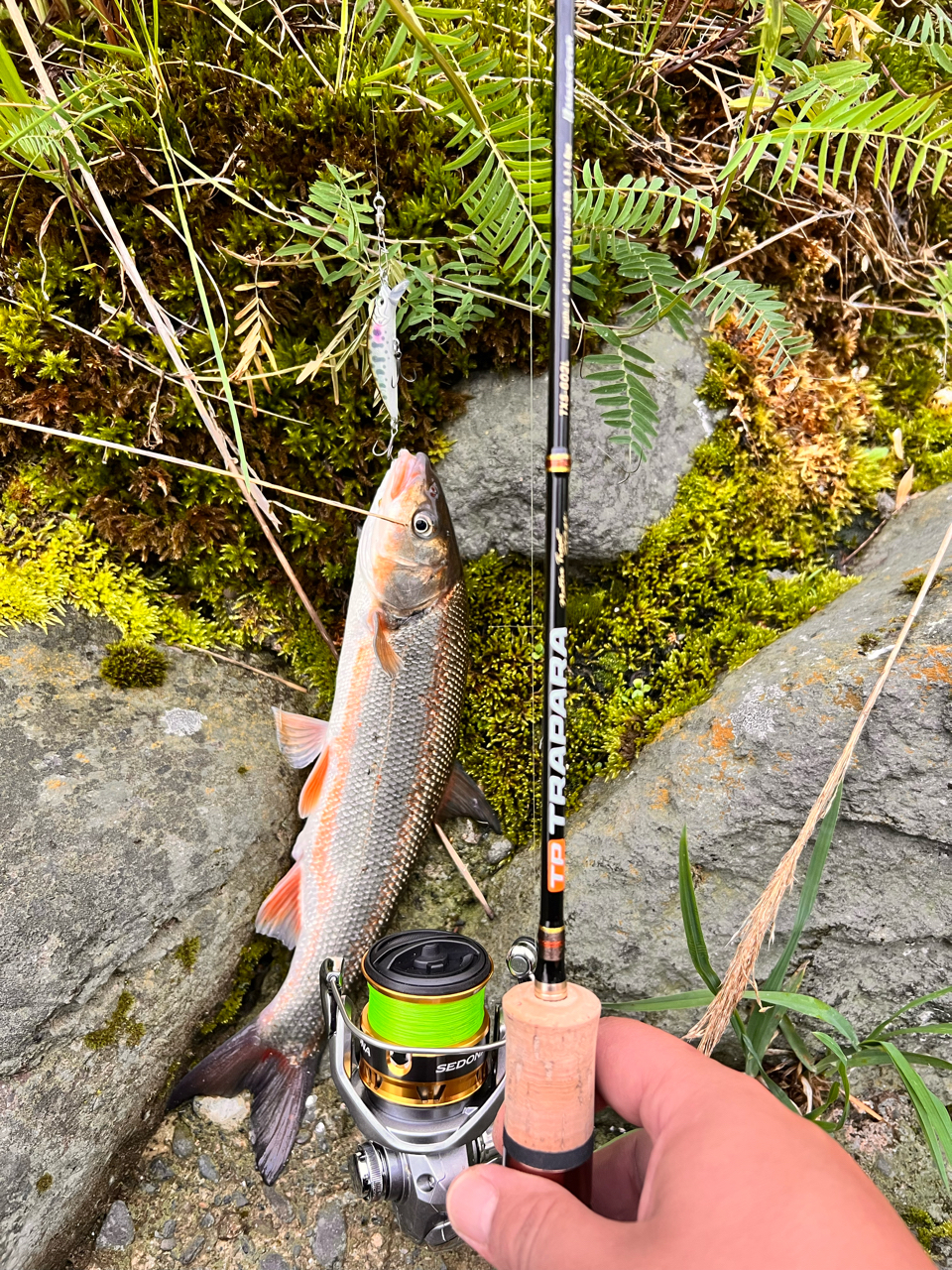 SHIMANO 17セドナ 2500の最安値・インプレ・釣果 | 本音の口コミ
