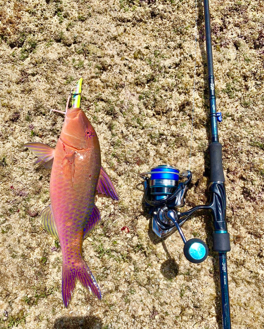 DAIWA 17エメラルダス MX 2508PE‐Hの最安値・インプレ・釣果 DAIWA 17エメラルダス MX 2508PE‐Hの最安値・インプレ・釣果