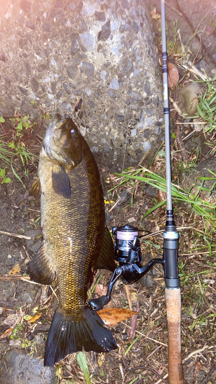 SHIMANO 21コンプレックス XR C2000F4の最安値・インプレ・釣果
