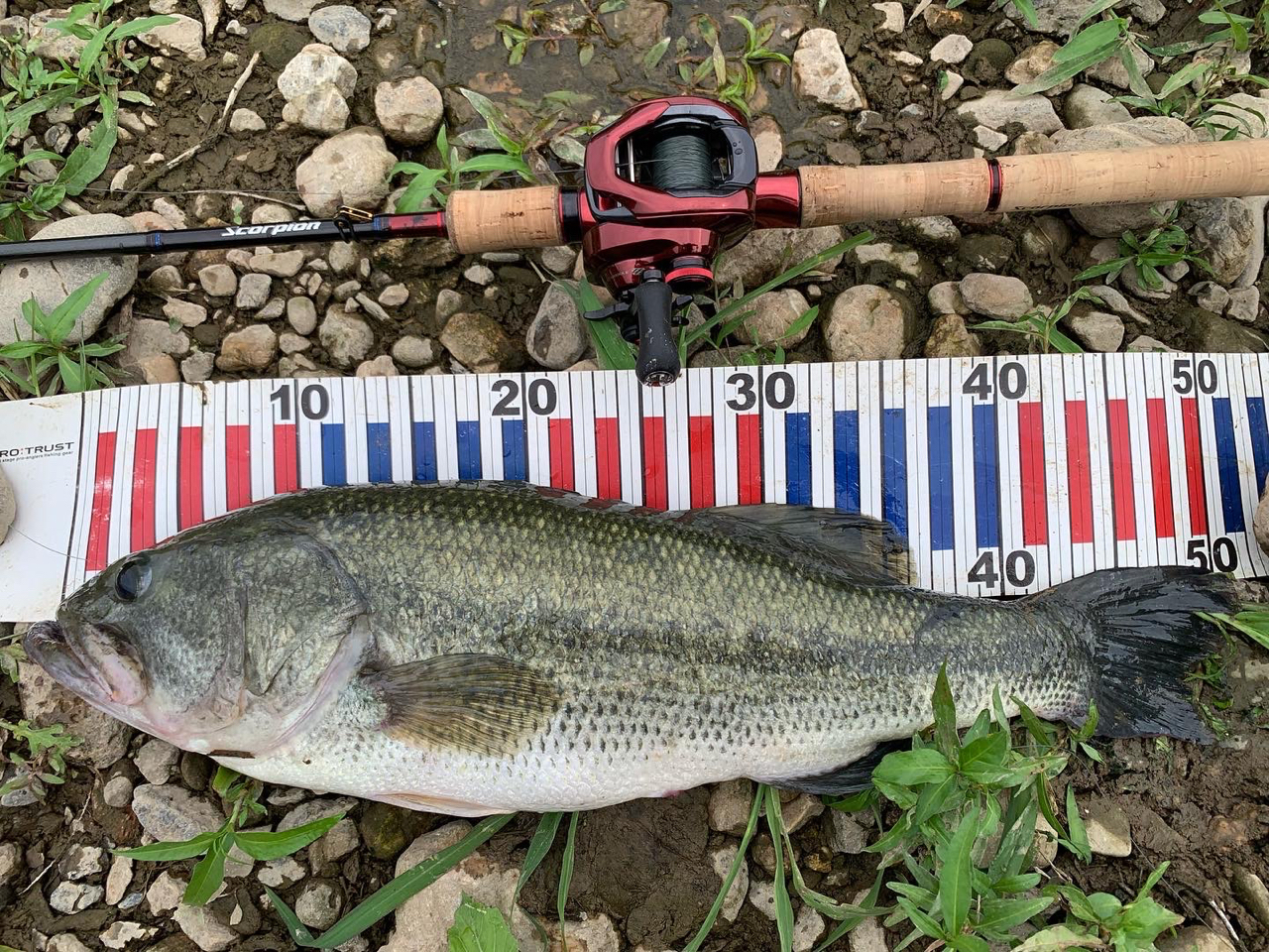 SHIMANO 19スコーピオン 1653RS-2のインプレ一覧 | 本音の口コミ