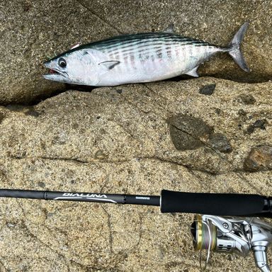 SHIMANO STRADIC C3000HG