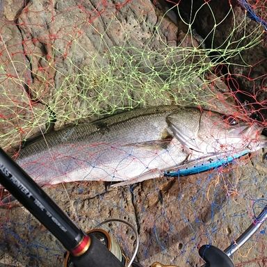 DAIWA SEABASS HUNTER X 100ML