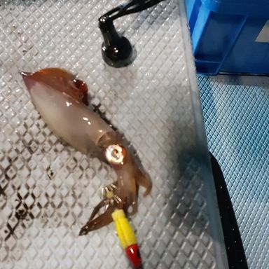 SHIMANO Sephia XTUNE METAL SUTTE B605L-GS