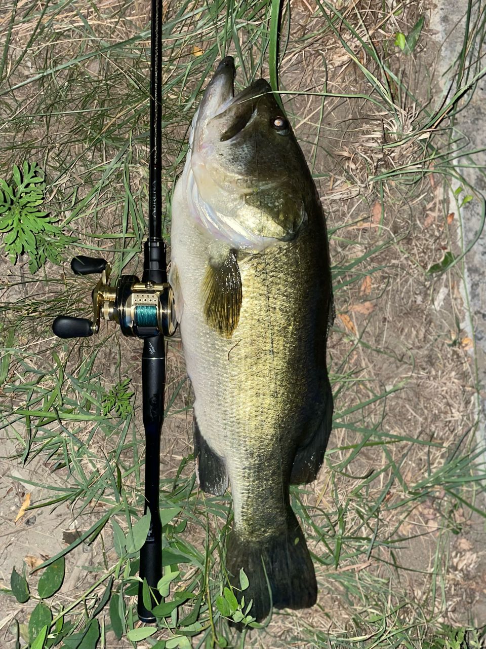 SHIMANO 18ポイズン アドレナ 173MHの最安値・インプレ・釣果 | 本音の