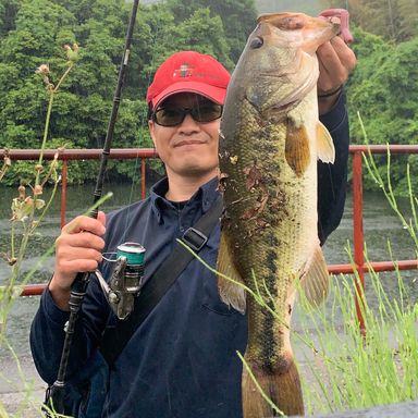 AbuGarcia Hornet Stinger PLUS specialized model HSPS-641MH