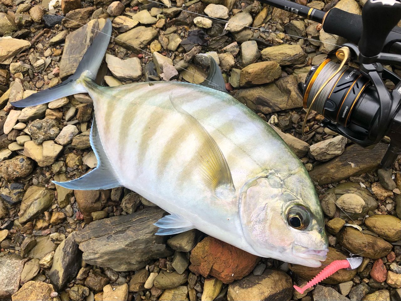 SHIMANO 22ソアレ XR C2000SSHGの最安値・インプレ・釣果 | 本音の