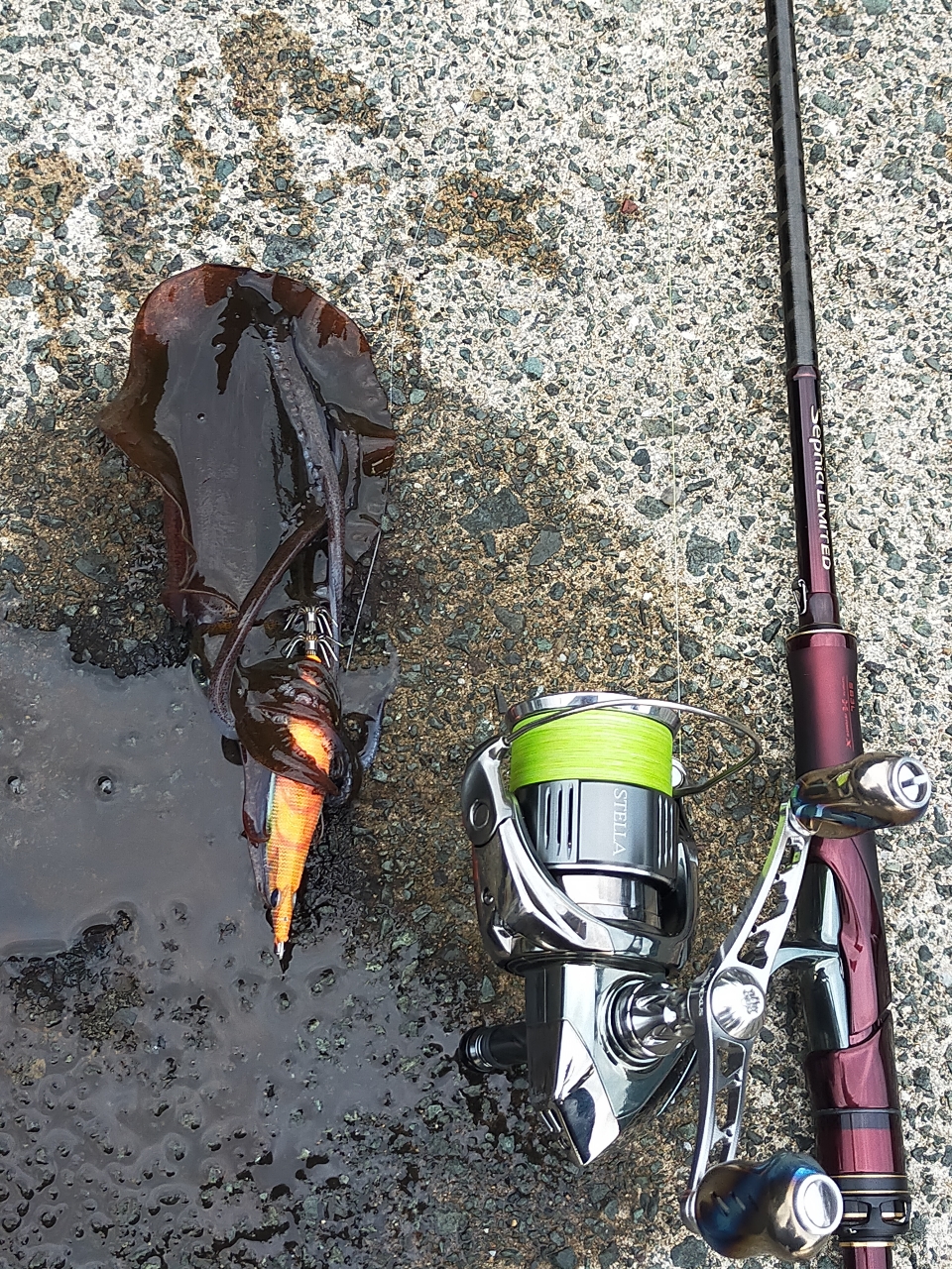 SHIMANO 19セフィア リミテッドのインプレ一覧 | 本音の口コミが SHIMANO 19セフィア リミテッドのインプレ一覧 | 本音の口コミが