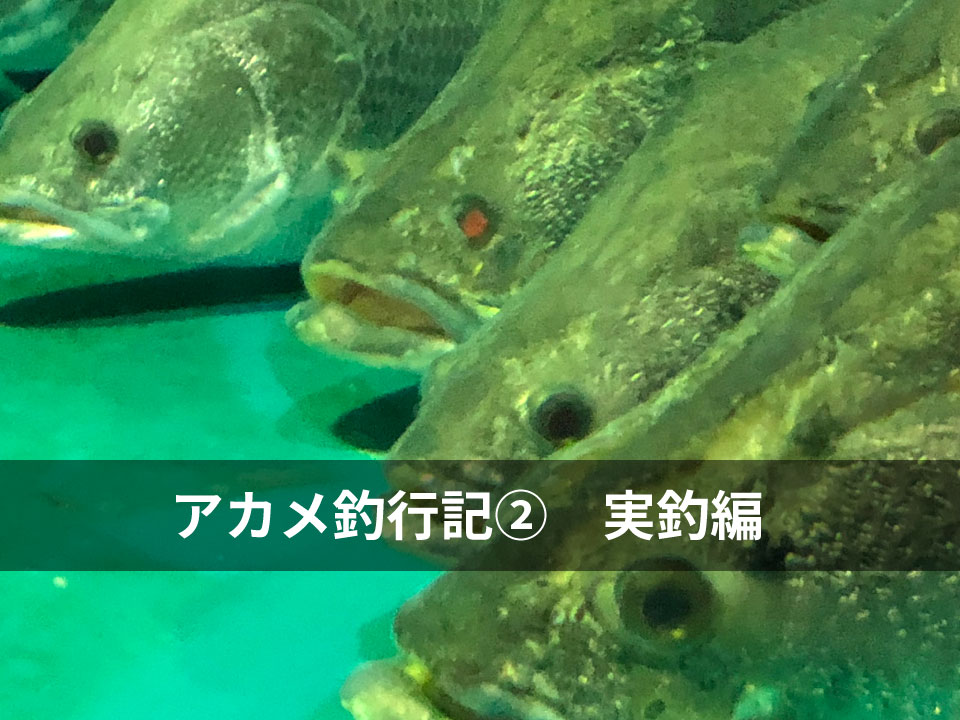 日本3大怪魚に挑戦　アカメ釣行②〜実釣編〜