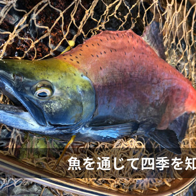 色や体型が四季によって変わる魚達。魚を通じて四季を知る。