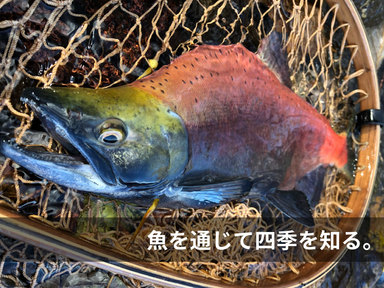 色や体型が四季によって変わる魚達。魚を通じて四季を知る。