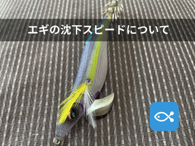 エギング？】泳ぐイカが見えたので釣る【ダイソーエギ】 