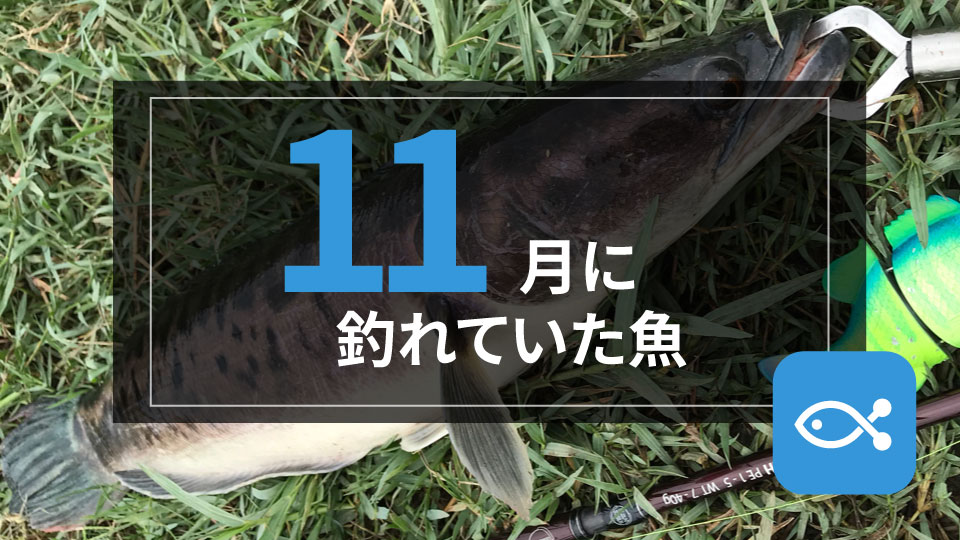 【定期レポート】11月に釣れていた魚を紹介！明日から釣りに行くならこの魚！