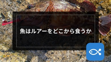 【ライトゲーム】魚はルアーをどこから食うか