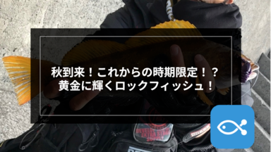 ロックゲーム】秋到来！これからの時期限定！？ 黄金に輝くロック