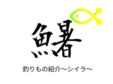 夏の釣り物【シイラ】が相模湾にやってきた。釣ったことない人は是非釣りにいきましょう。