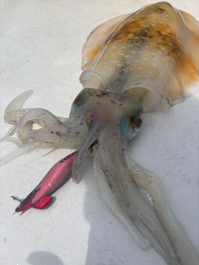 西宮丸 2枚目の画像