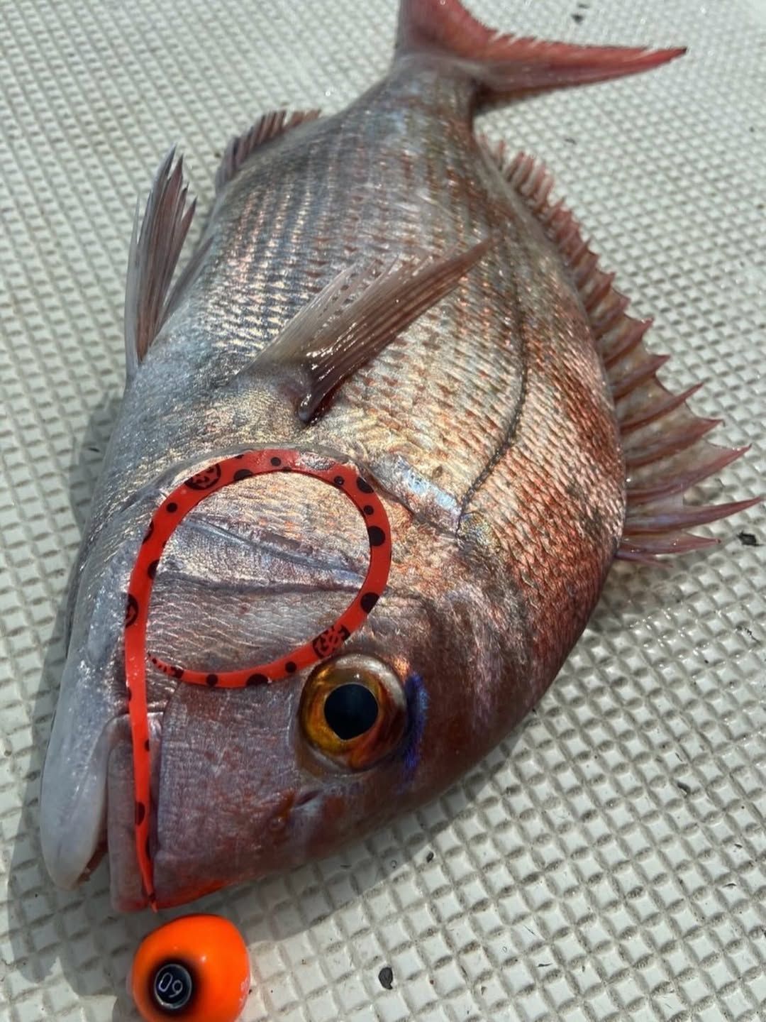 船長オリジナルの魔法カーリー(タイラバネクタイ)購入可能!