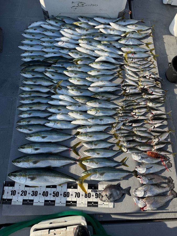 MCL 4枚目の画像