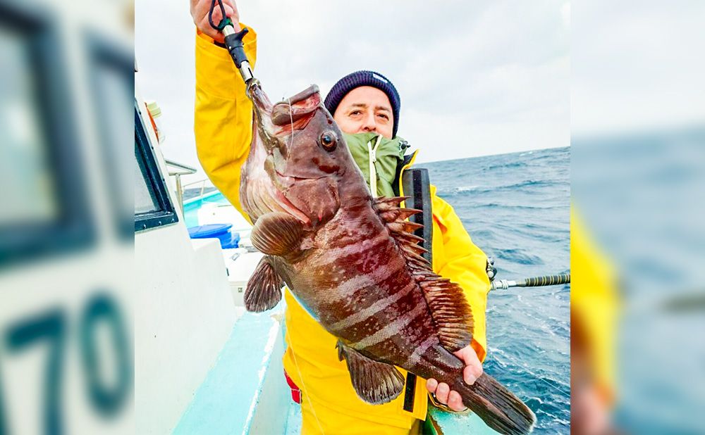 【仕立て】マハタ（イワシ泳がせ釣り）