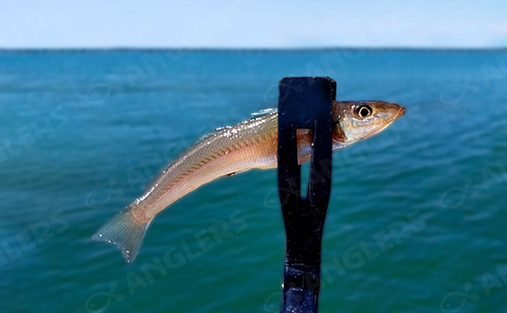 【貸切】タチウオ・キス・シーバス便＜博多湾＞ 平日プラン