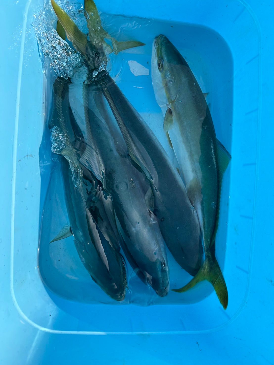 【乗合】平日 1号艇 ジギング便