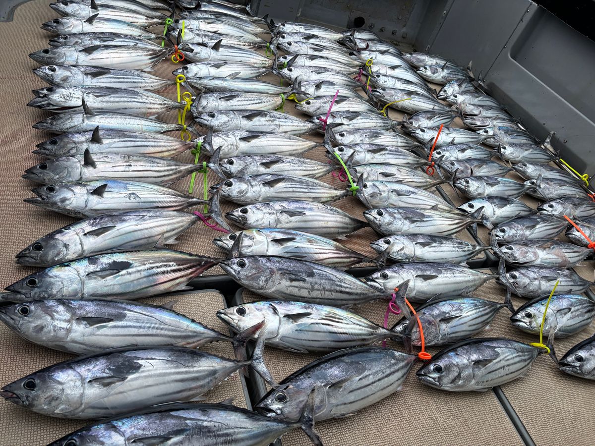jewel bird CJBS-70MC キャスティングロッド　マグロ　 カツオ Extreme Fishing Guide Service（エクストリームフィッシング