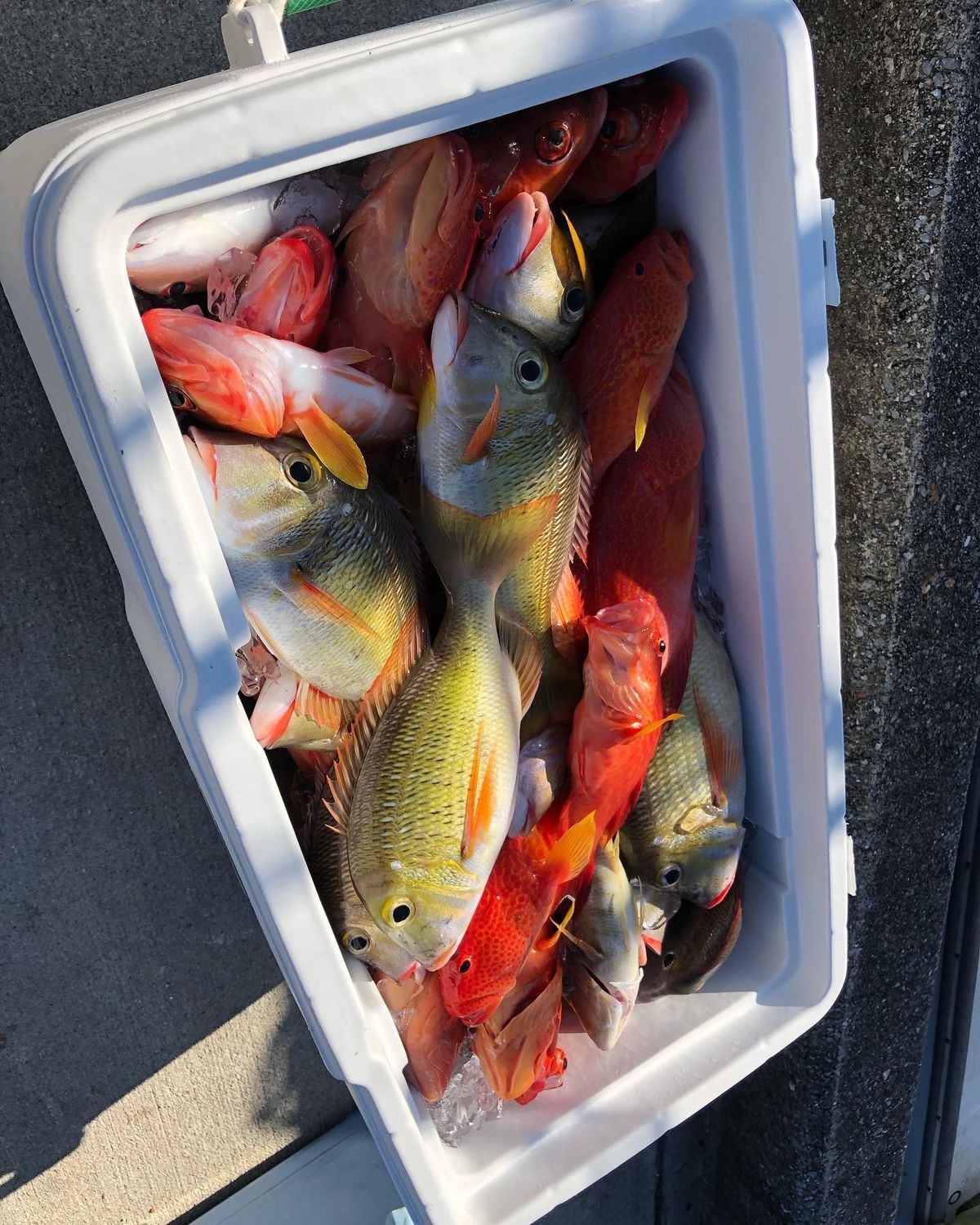 【チャーター】1日チャーター（9時間）