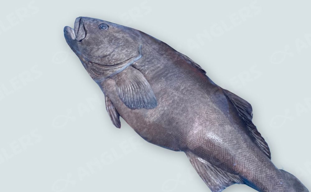 【半日チャーター】アブラボウズ