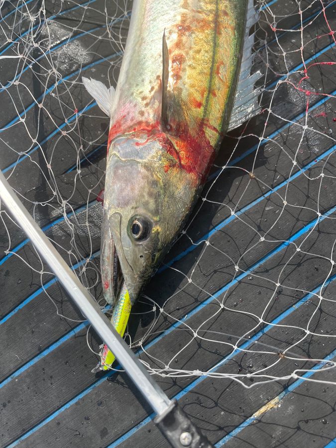 伊勢湾サワラキャスティング午後便