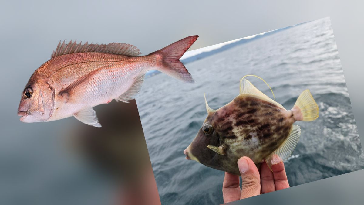 タイラバ・カワハギリレー便