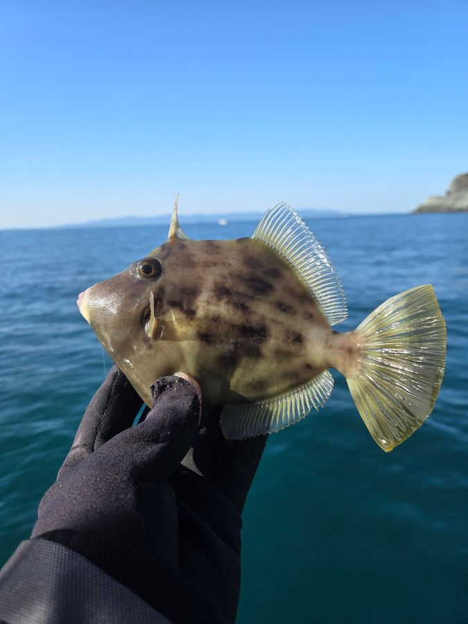 午前中4H カワハギ便