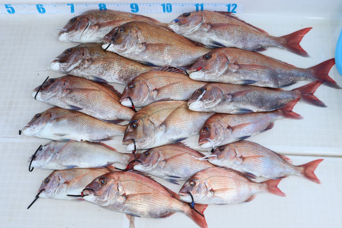 【乗合】鯛ラバサビキプラン