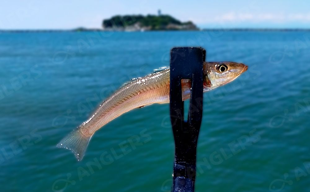 釣果にこだわります！シロギス釣り仕立てプラン