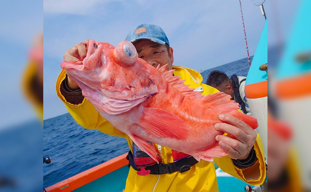 深海の高級魚メヌケ（アコウダイ）釣りプラン