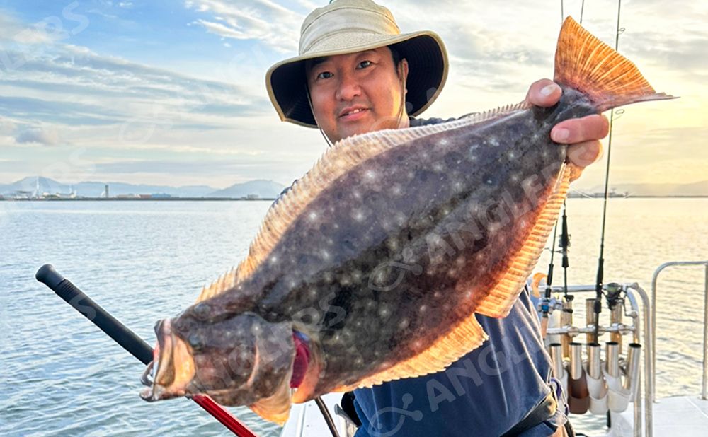 ヒラメ　イワシ泳がせ釣りプラン